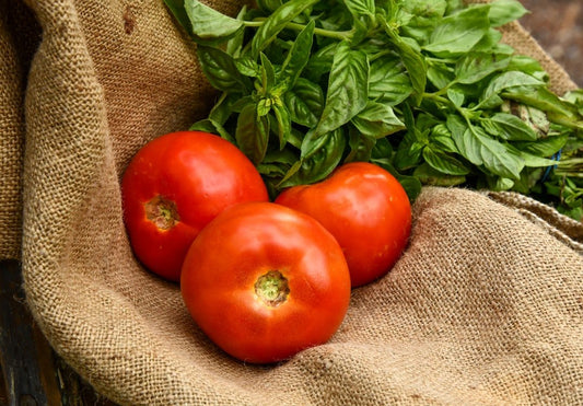 tomato planter